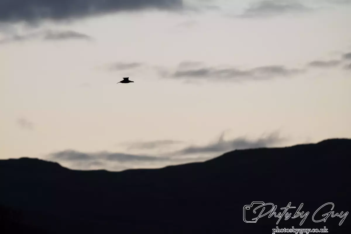 10 October 2024 : West Cumbria : Curlew in outloan