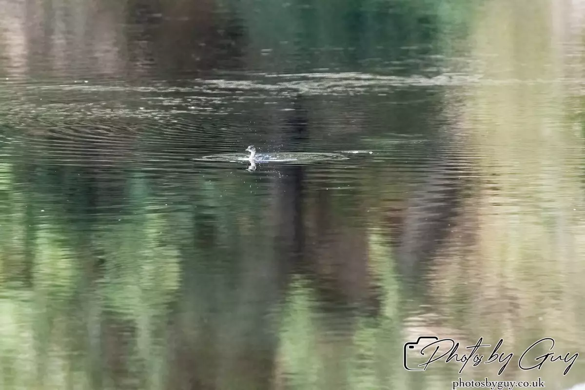10 October 2024 : West Cumbria : Little Grebe