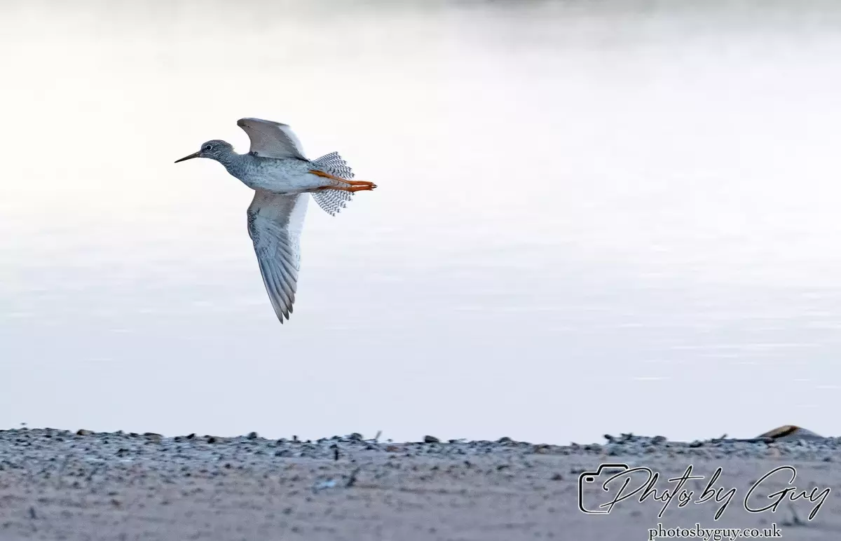 10 October 2024 : Esk River, West Cumbria : Redshank