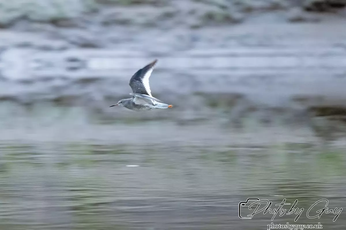 10 October 2024 : Esk River, West Cumbria : Redshank