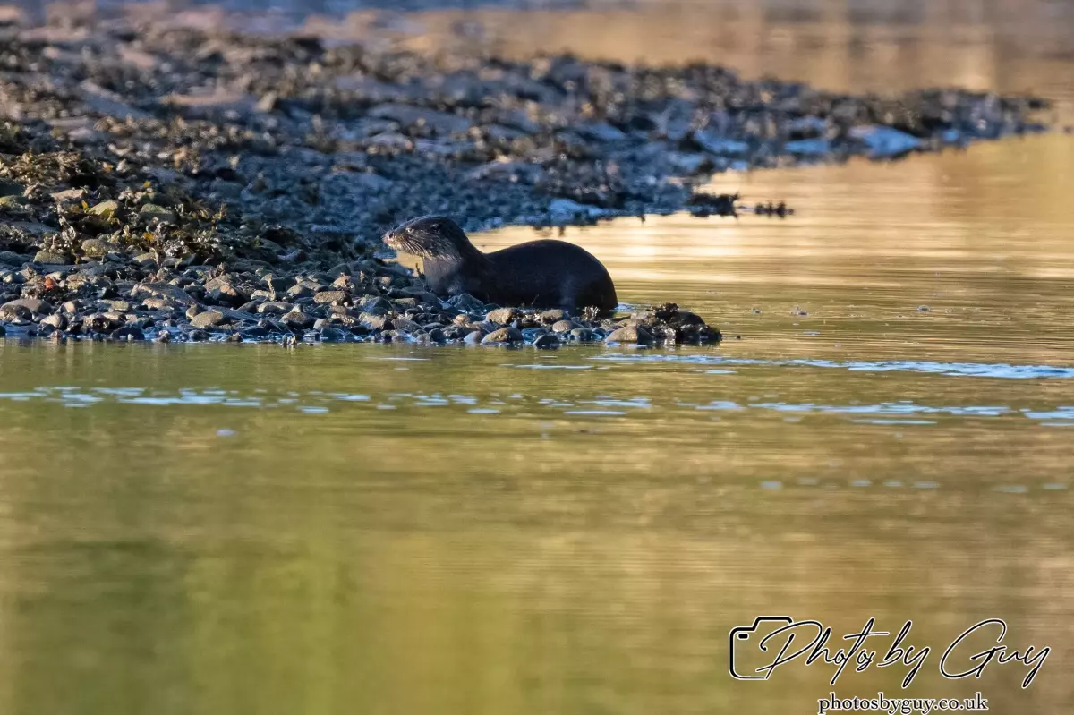 10 October 2024 : Esk River, West Cumbria : Mother Otter with her Cub at dawn