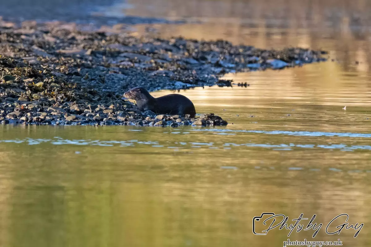 10 October 2024 : Esk River, West Cumbria : Mother Otter with her Cub at dawn