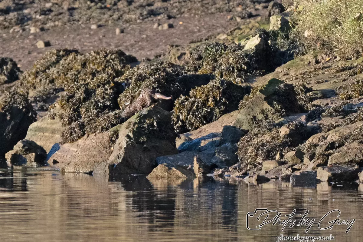 10 October 2024 : Esk River, West Cumbria : Mother Otter with her Cub at dawn