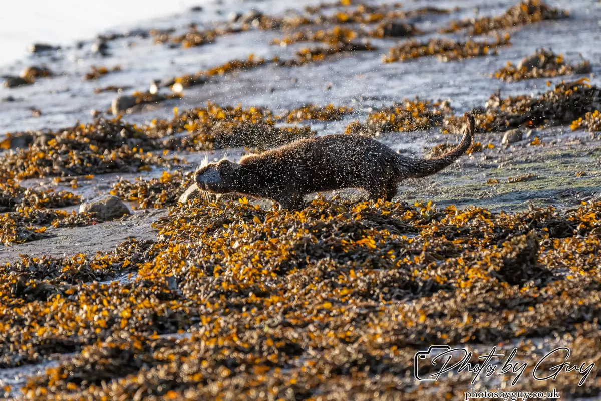 10 October 2024 : Esk River, West Cumbria : Mother Otter with her Cub at dawn