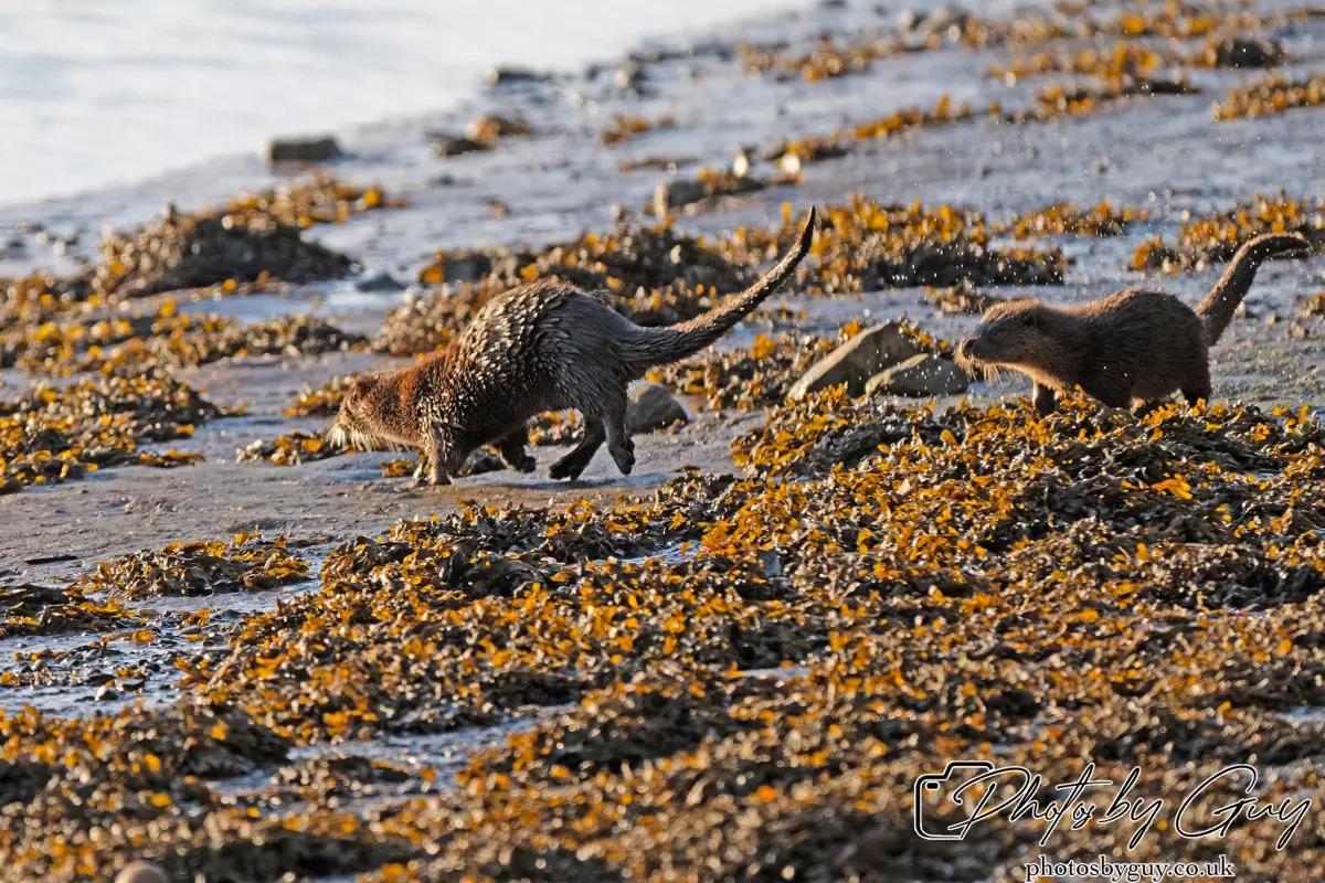 10 October 2024 : Esk River, West Cumbria : Mother Otter with her Cub at dawn