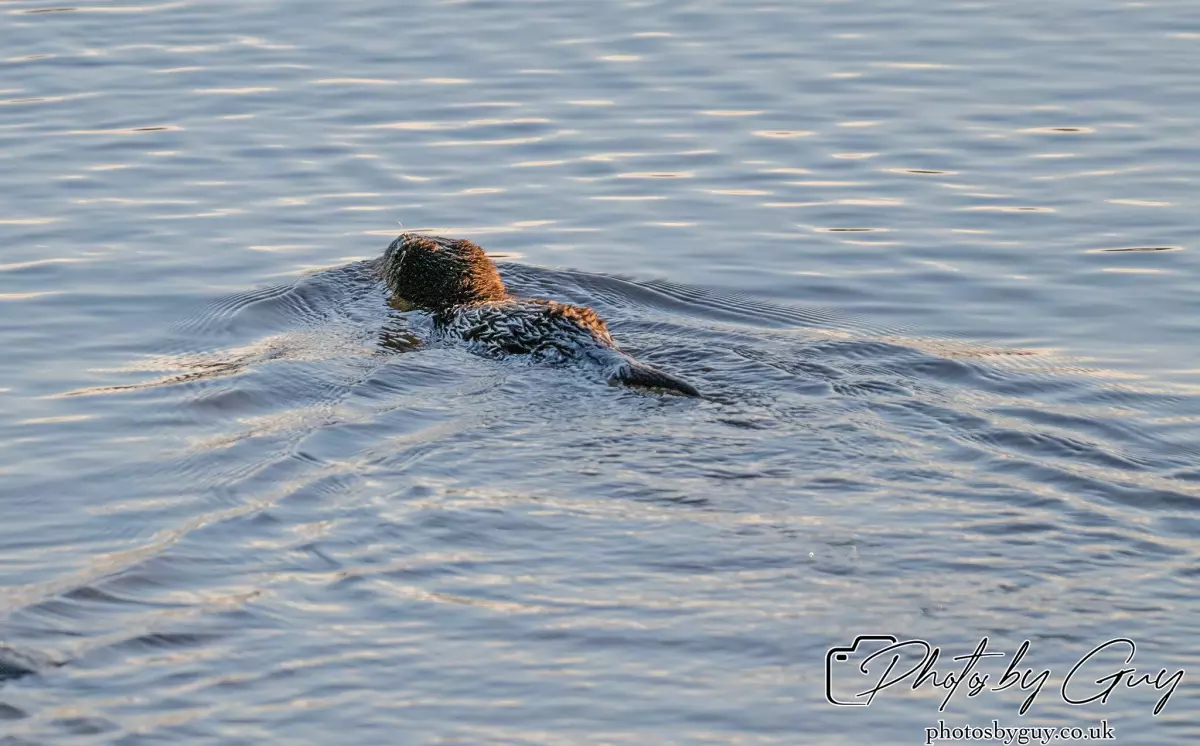 10 October 2024 : Esk River, West Cumbria : Mother Otter with her Cub at dawn