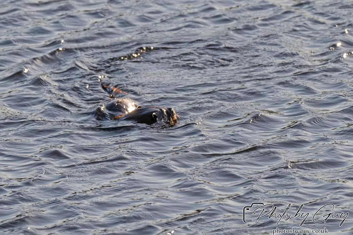 10 October 2024 : Esk River, West Cumbria : Mother Otter with her Cub at dawn