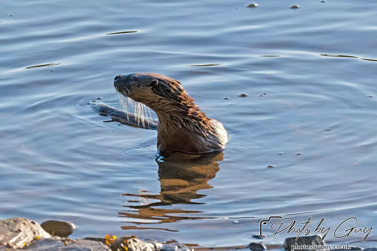 10 October 2024 : Esk River, West Cumbria : Mother Otter with her Cub at dawn