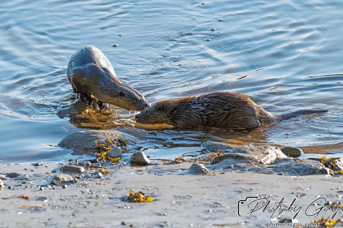 10 October 2024 : Esk River, West Cumbria : Mother Otter with her Cub at dawn