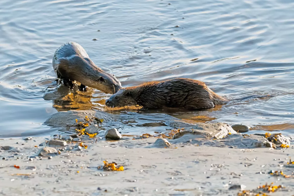 10 October 2024 : Esk River, West Cumbria : Mother Otter with her Cub at dawn