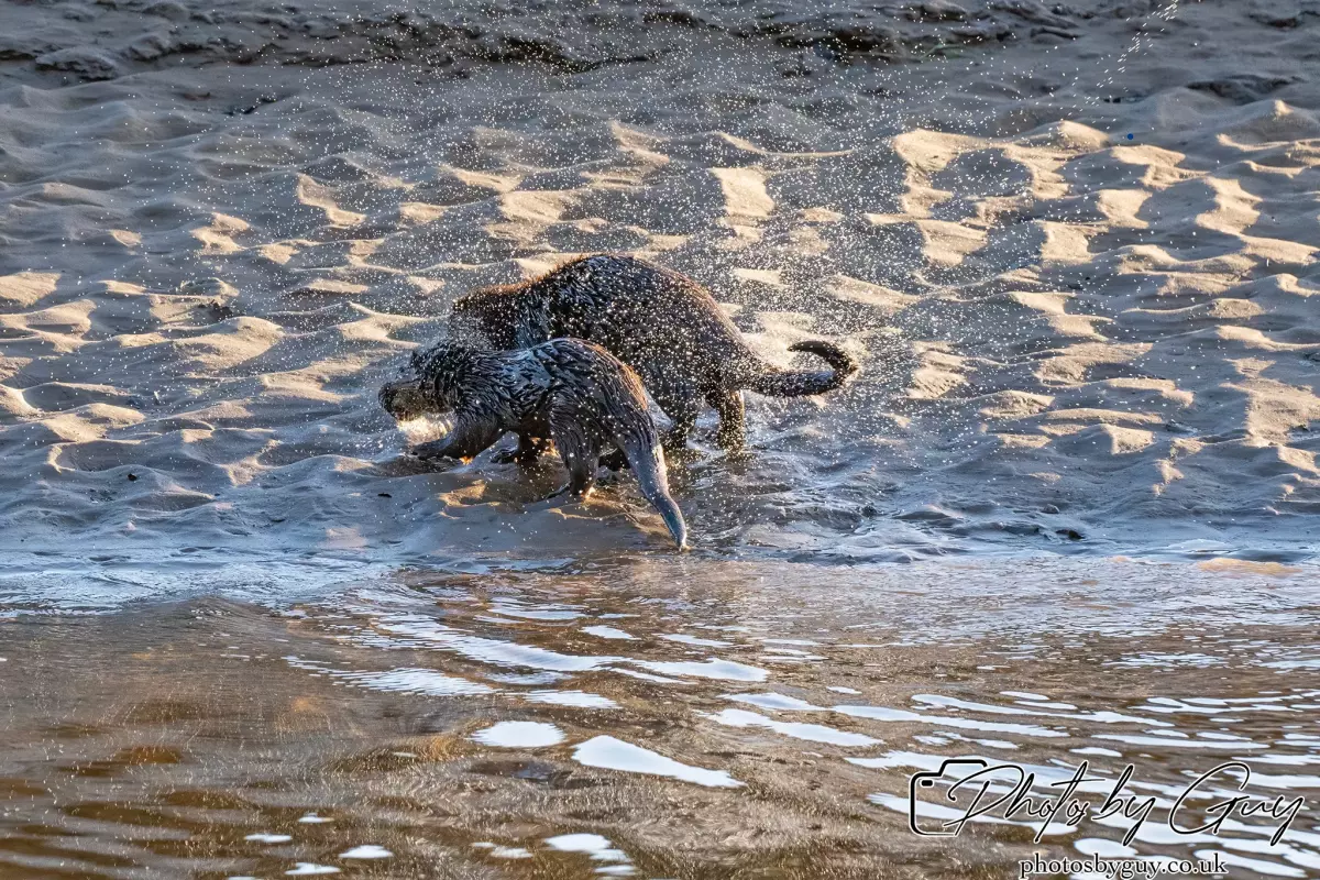 10 October 2024 : Esk River, West Cumbria : Mother Otter with her Cub at dawn