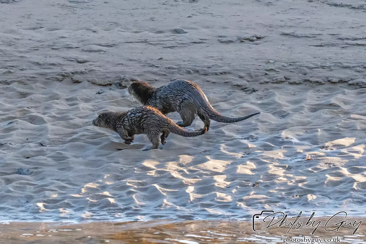 10 October 2024 : Esk River, West Cumbria : Mother Otter with her Cub at dawn