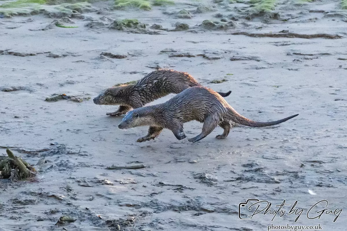 10 October 2024 : Esk River, West Cumbria : Mother Otter with her Cub at dawn