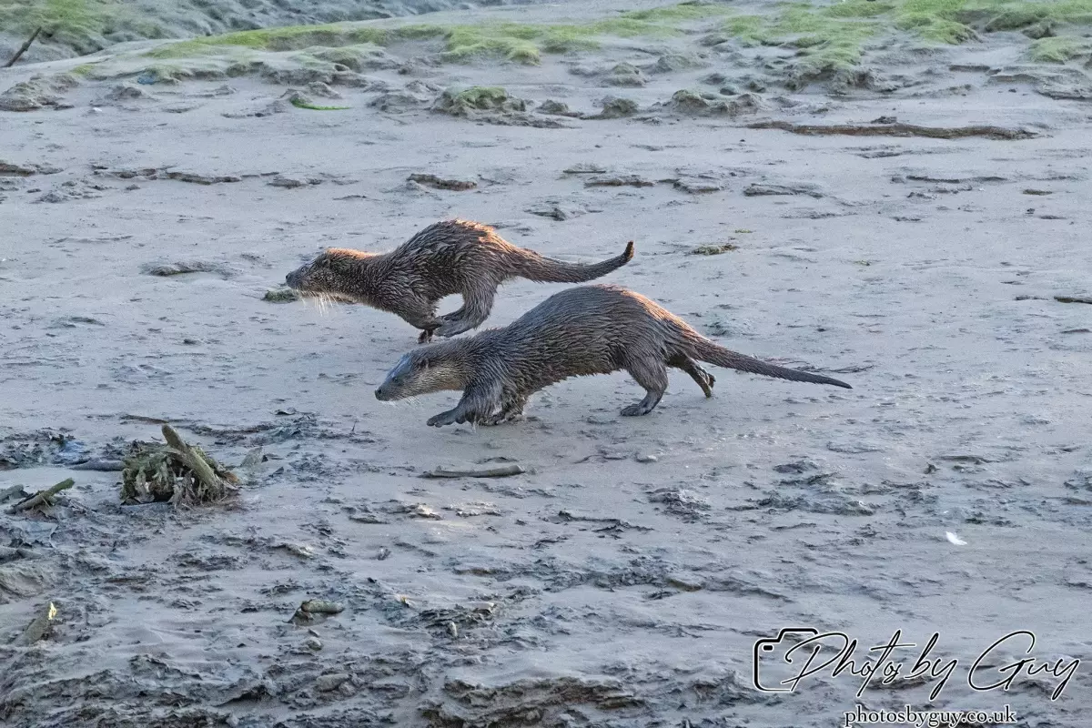 10 October 2024 : Esk River, West Cumbria : Mother Otter with her Cub at dawn