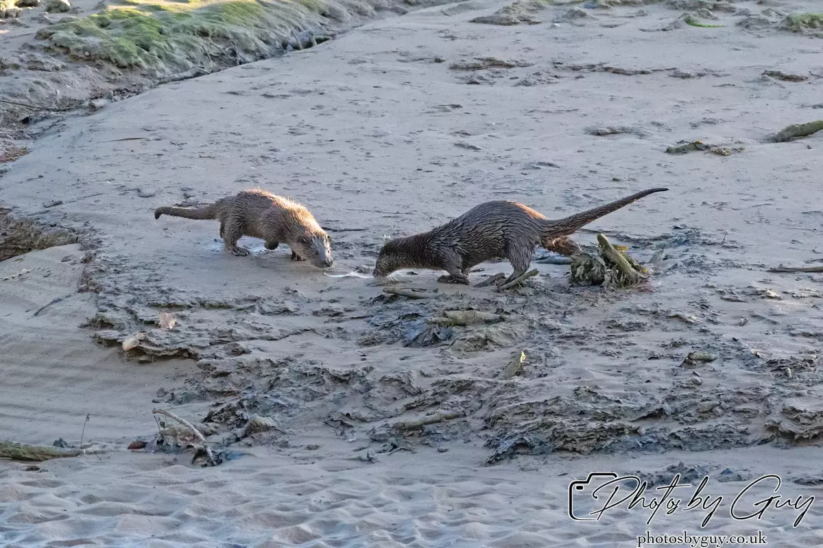 10 October 2024 : Esk River, West Cumbria : Mother Otter with her Cub at dawn