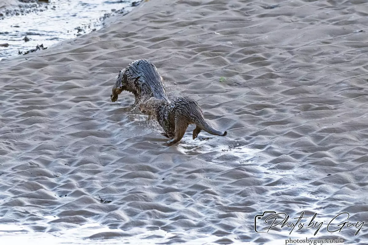 10 October 2024 : Esk River, West Cumbria : Mother Otter with her Cub at dawn