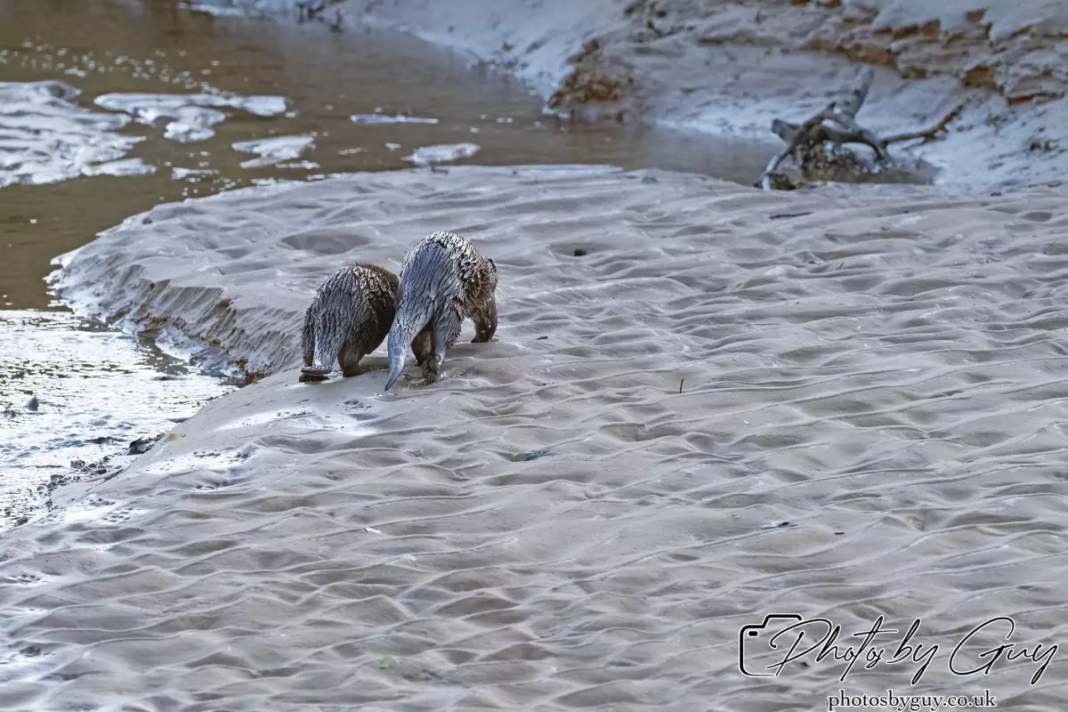 10 October 2024 : Esk River, West Cumbria : Mother Otter with her Cub at dawn