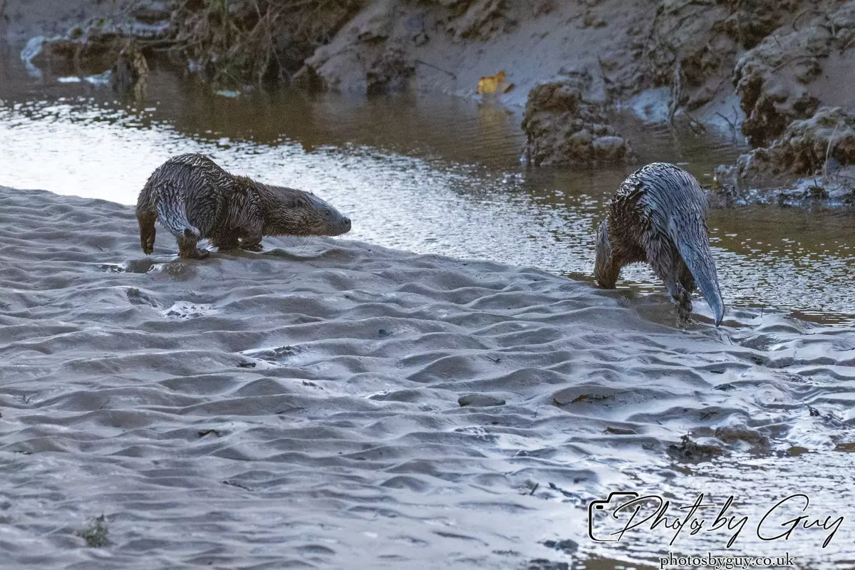 10 October 2024 : Esk River, West Cumbria : Mother Otter with her Cub at dawn