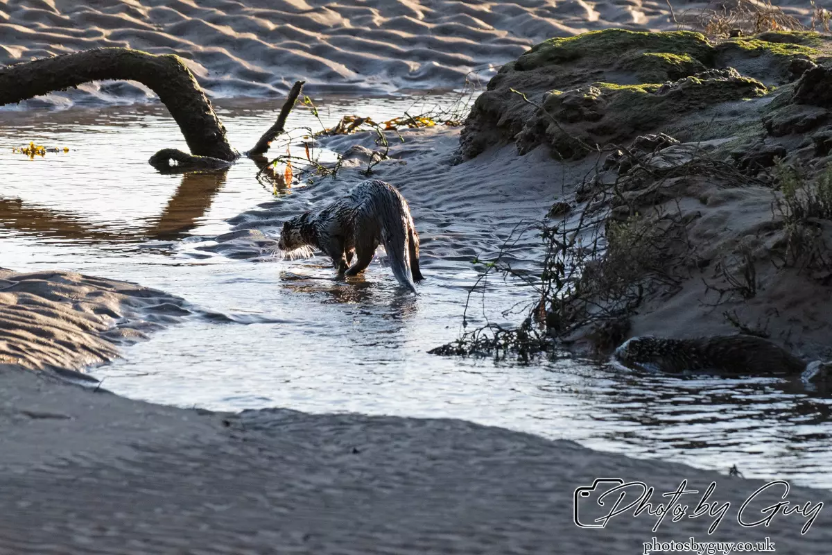 10 October 2024 : Esk River, West Cumbria : Mother Otter with her Cub at dawn