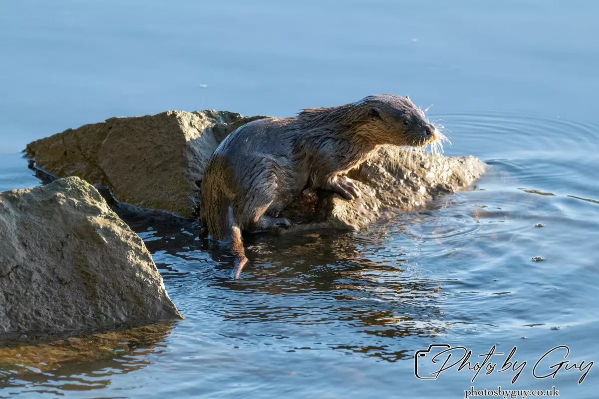 10 October 2024 : Esk River, West Cumbria : Mother Otter with her Cub at dawn