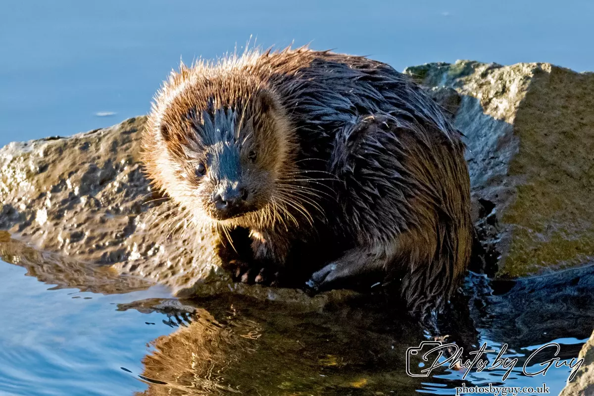 10 October 2024 : Esk River, West Cumbria : Mother Otter with her Cub at dawn