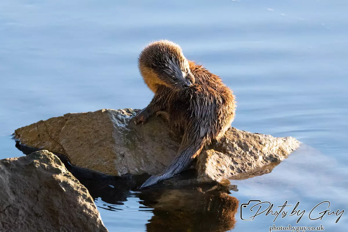 10 October 2024 : Esk River, West Cumbria : Mother Otter with her Cub at dawn