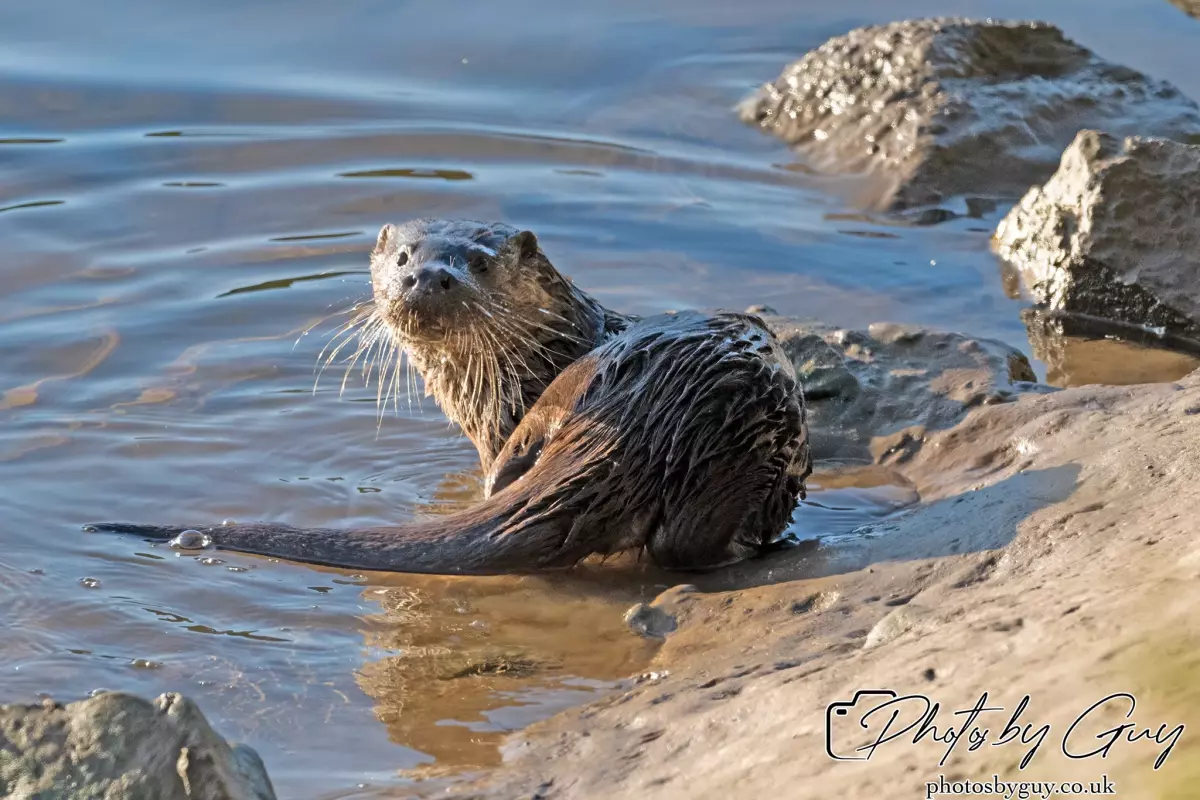 10 October 2024 : Esk River, West Cumbria : Mother Otter with her Cub at dawn