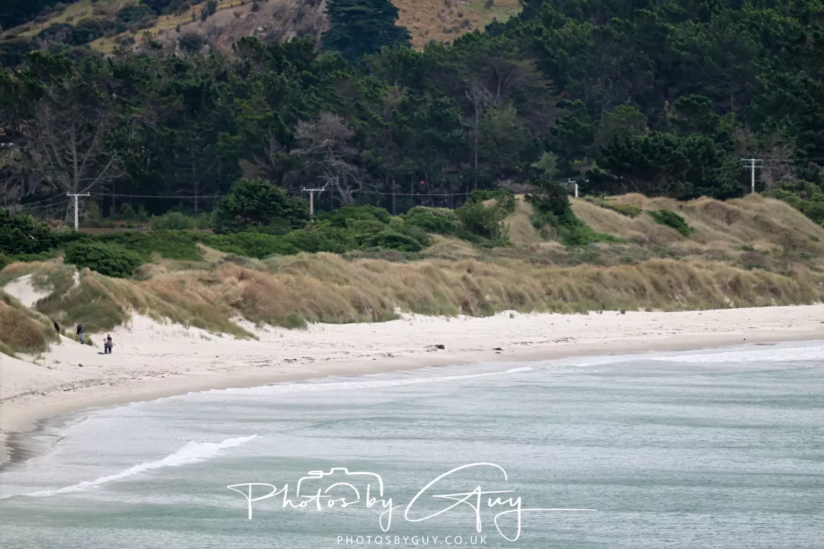 7 March. 2025 Portobello , South Island, New Zealand - 