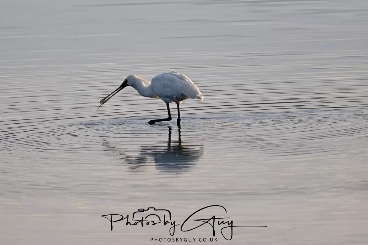 7 March. 2025 Alan Beach, Portobello , South Island, New Zealand - Royal Spoonbill