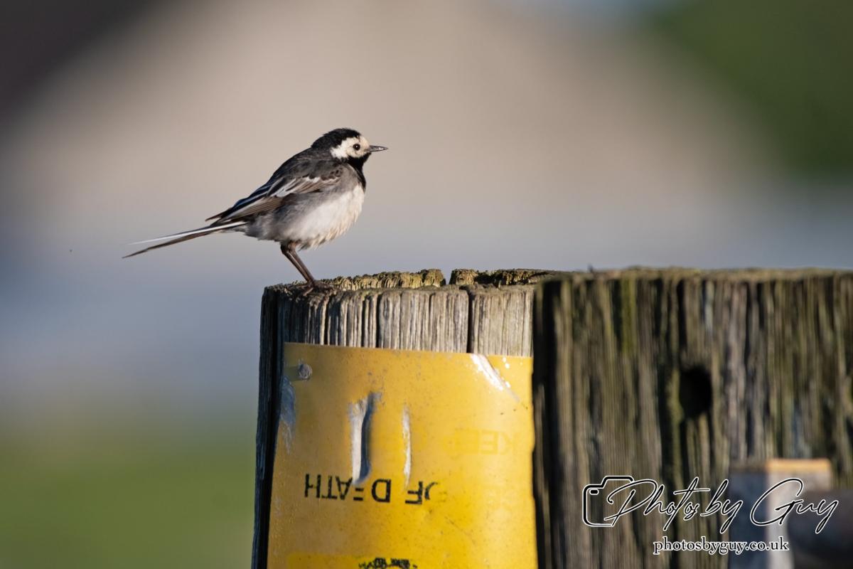 24 July 2024, Ennerdalem Cumbria -Pied Wagtail