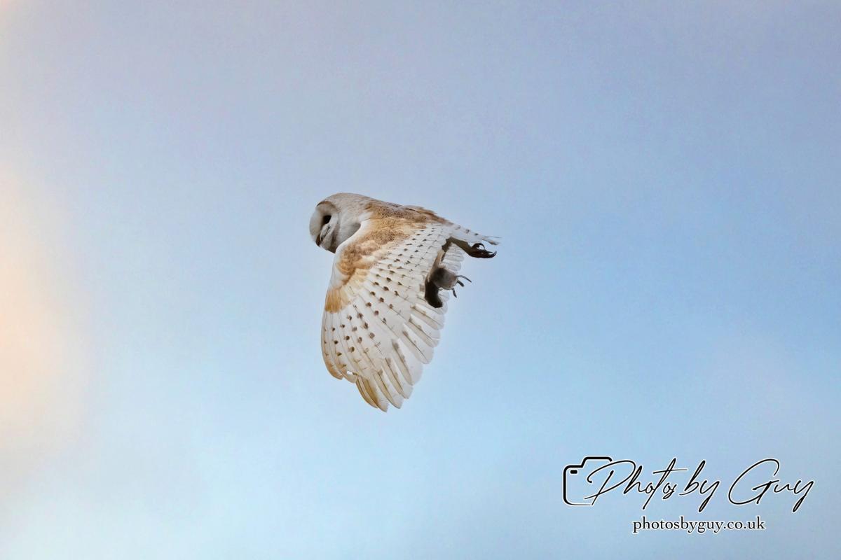 24 July 2024, Ennerdalem Cumbria -Barn Owl