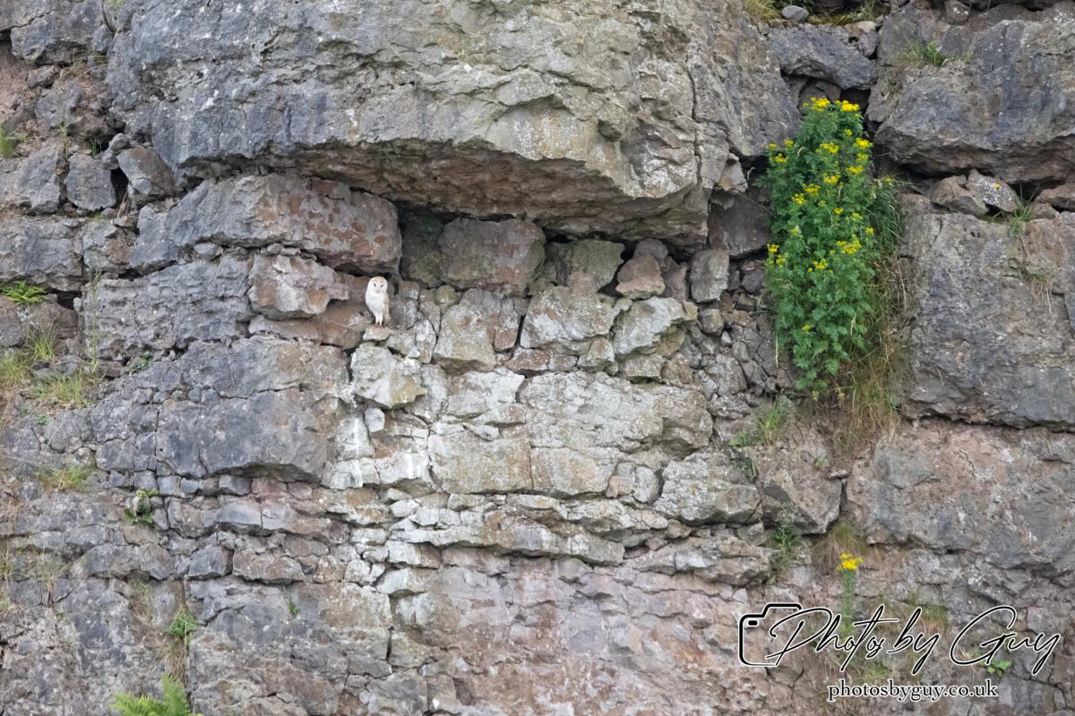 24 July 2024, Ennerdalem Cumbria -Barn Owl