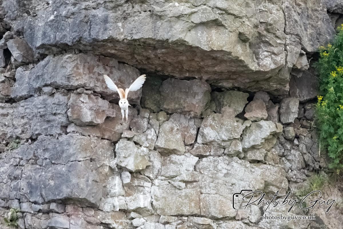 24 July 2024, Ennerdalem Cumbria -Barn Owl
