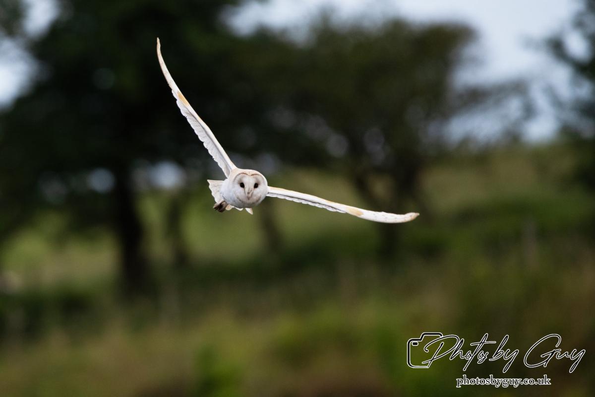 24 July 2024, Ennerdalem Cumbria -Barn Owl