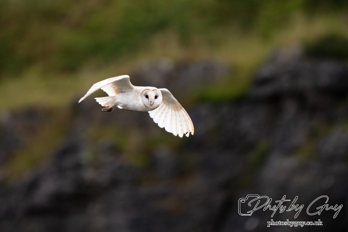 24 July 2024, Ennerdalem Cumbria -Barn Owl