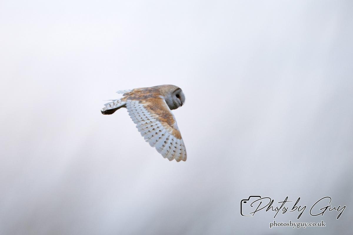 24 July 2024, Ennerdalem Cumbria -Barn Owl