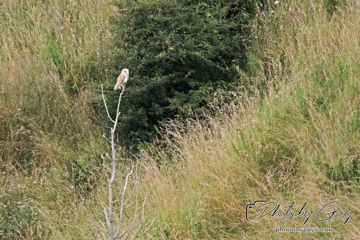 24 July 2024, Ennerdalem Cumbria -Barn Owl