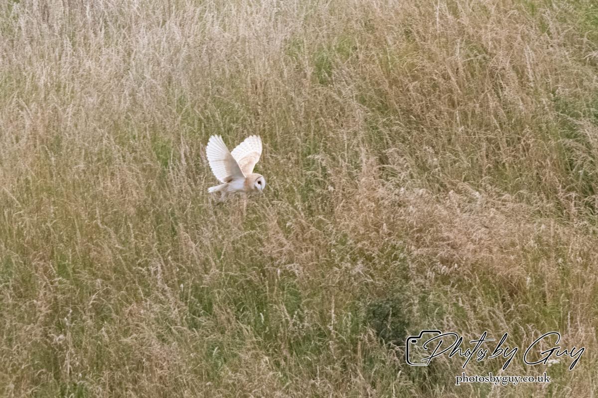 24 July 2024, Ennerdalem Cumbria -Barn Owl
