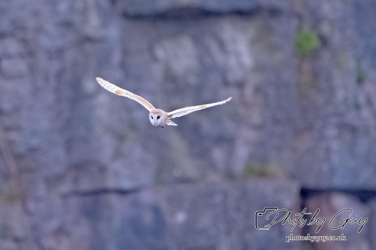 24 July 2024, Ennerdalem Cumbria - Barn Owl