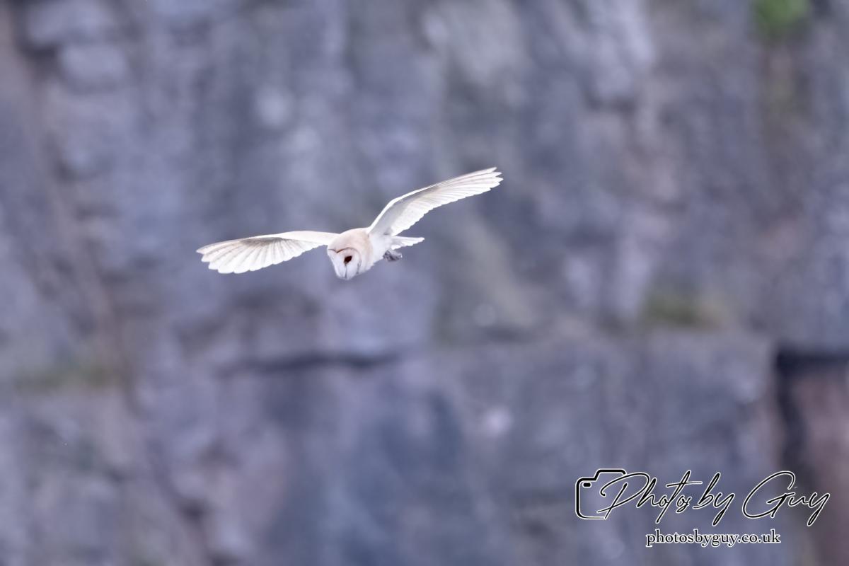24 July 2024, Ennerdalem Cumbria -Barn Owl
