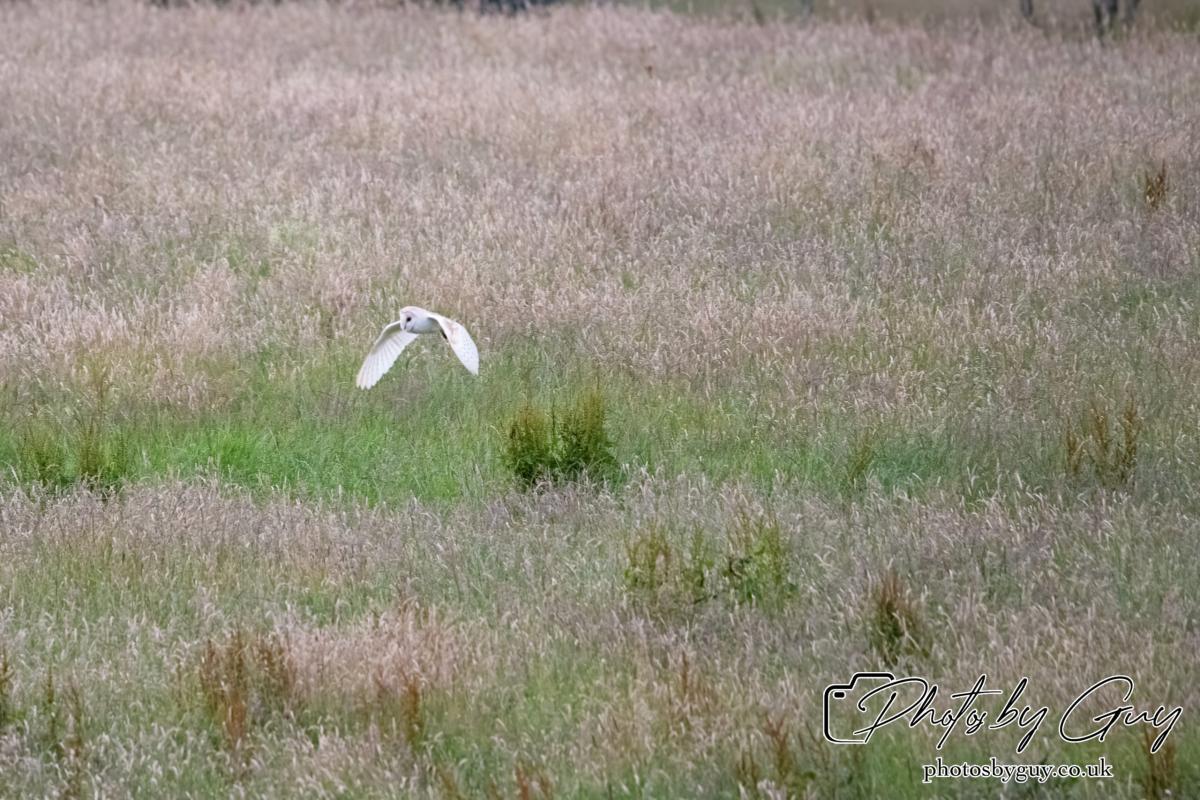 24 July 2024, Ennerdalem Cumbria -Barn Owl