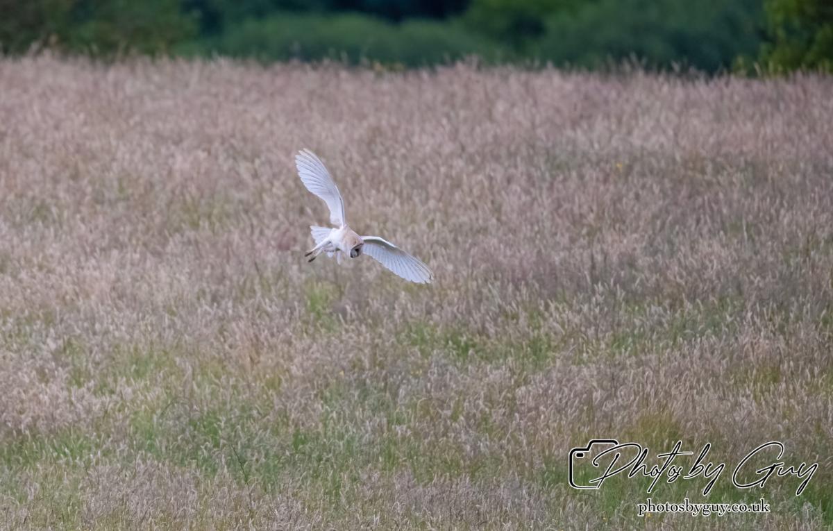24 July 2024, Ennerdalem Cumbria -Barn Owl