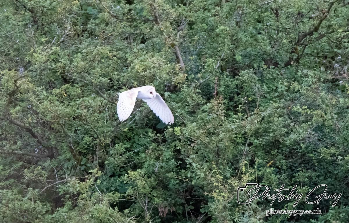24 July 2024, Ennerdalem Cumbria -Barn Owl_Z727560