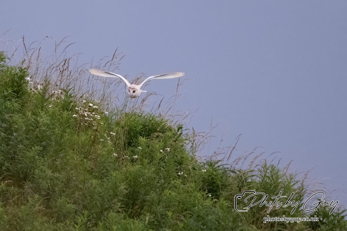 24 July 2024, Ennerdalem Cumbria -Barn Owl