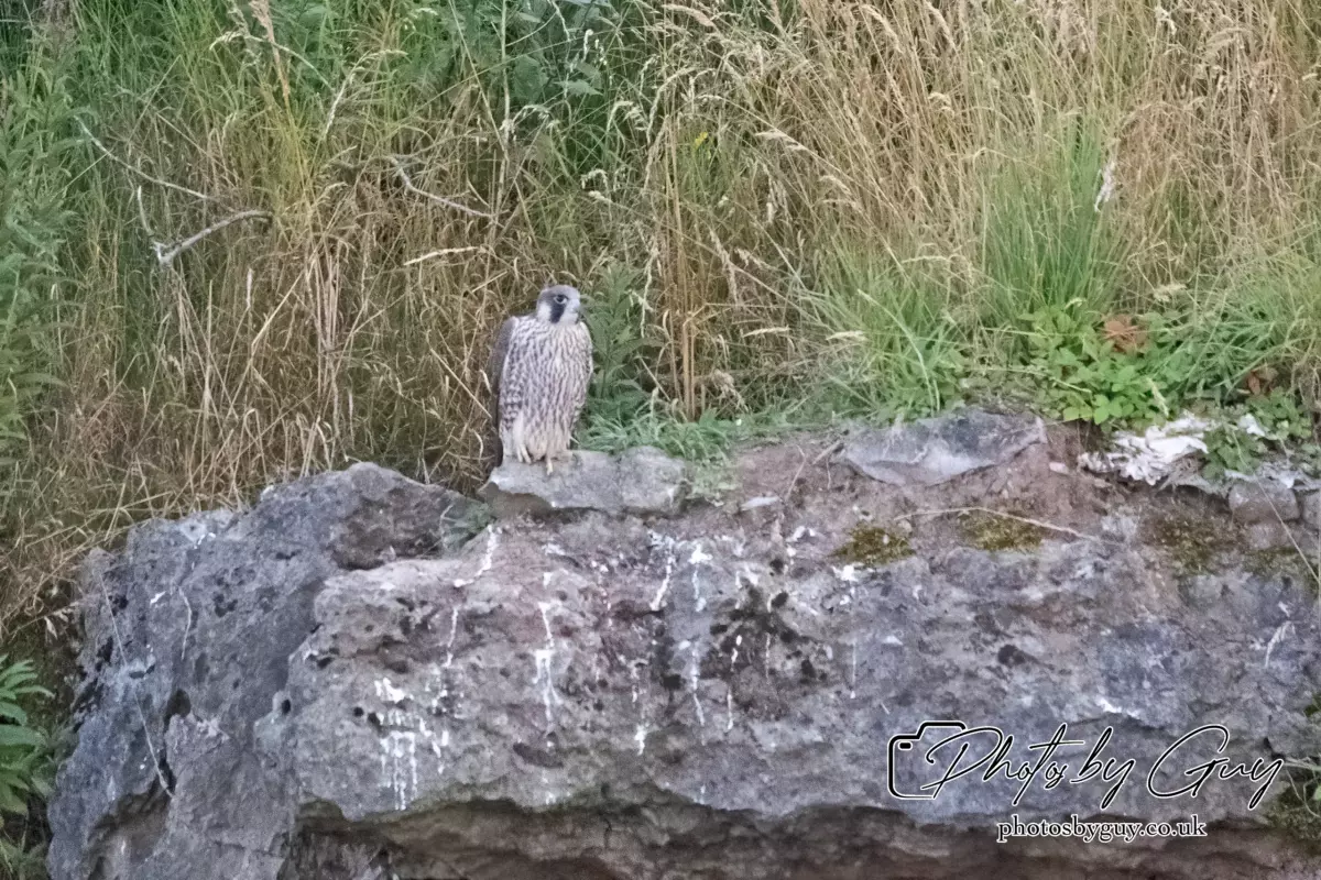 1 Aug 2024, West Cumbria, Peregrine Falcon