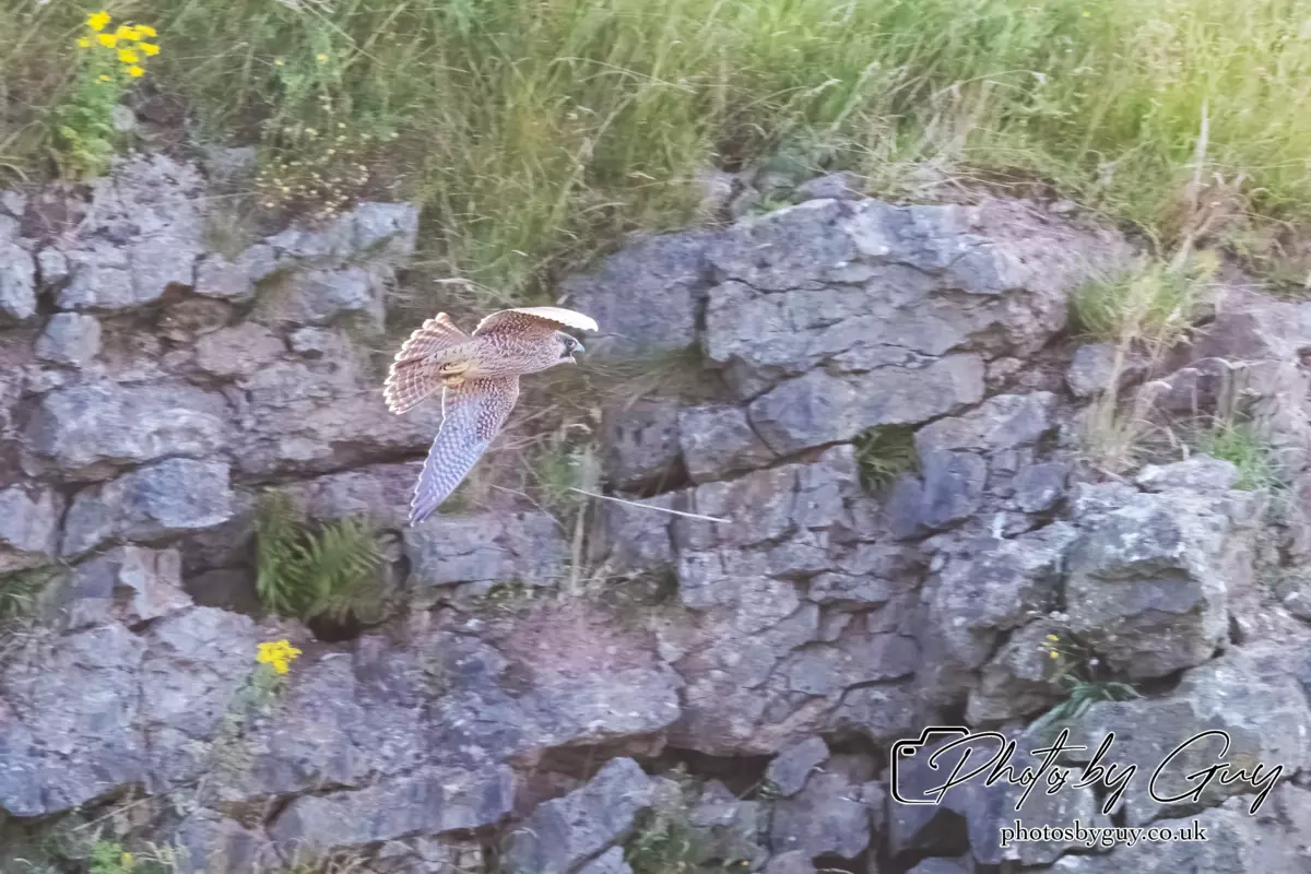 3 August 2024 : West Cumbria, Peregrin Falcon