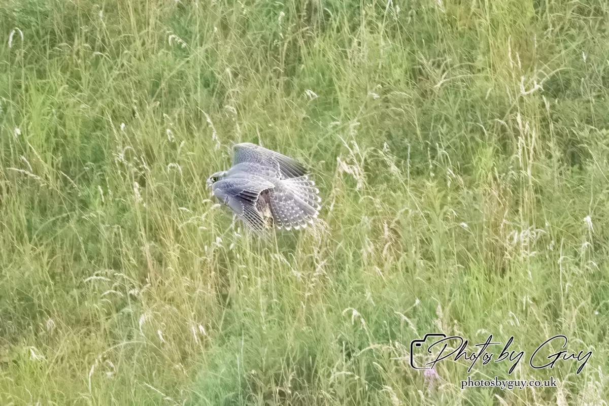 3 August 2024 : West Cumbria, Peregrin Falcon