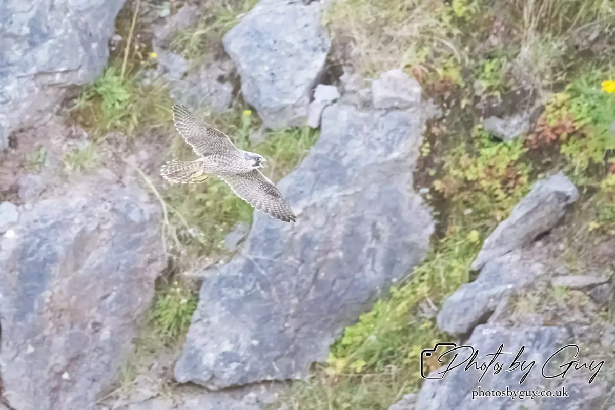 1 Aug 2024, West Cumbria, Peregrine Falcon
