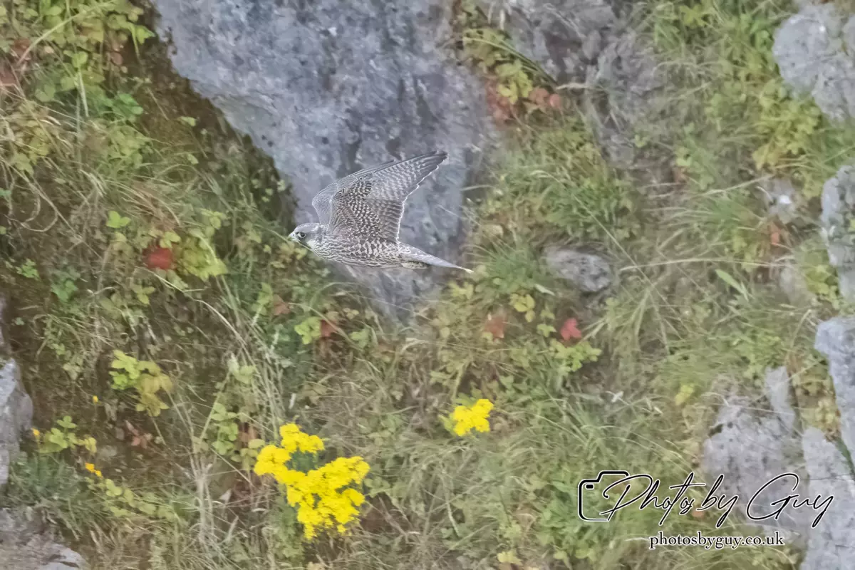 1 Aug 2024, West Cumbria, Peregrine Falcon