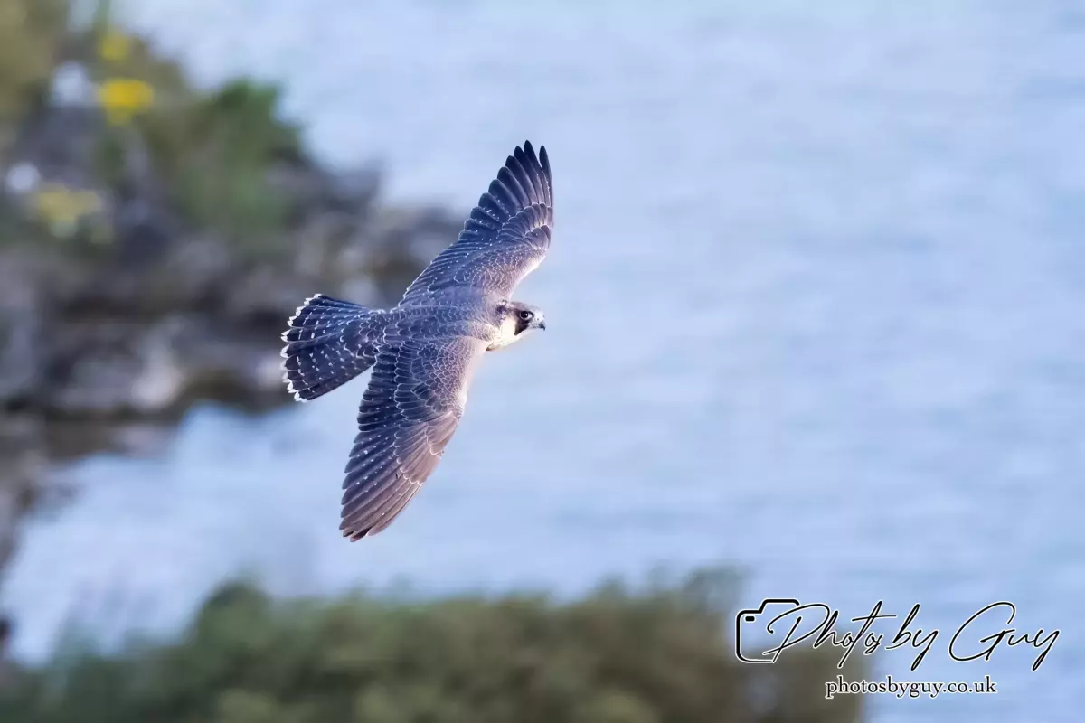 1 Aug 2024, West Cumbria, Peregrine Falcon